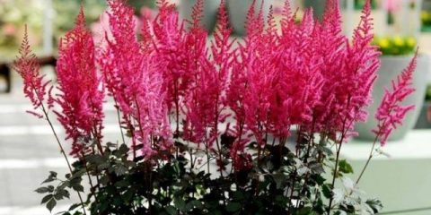 Astilba čokoladna trešnja (čokoladna trešnja): fotografija i opis